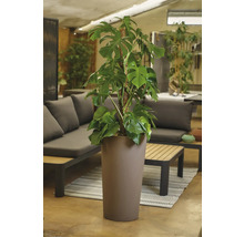 Monstera Zimmerpflanze in einem Pflanzgefäß im Innenbereich