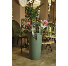 Bromélia avec fleur rose dans un pot