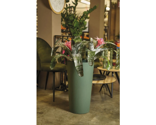 Bromélia avec fleur rose dans un pot