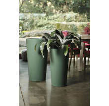 Deux pots de fleurs verts avec bromélia à l'intérieur.