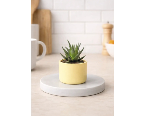 Zimmerpflanze Haworthia im Topf auf Untersetzer