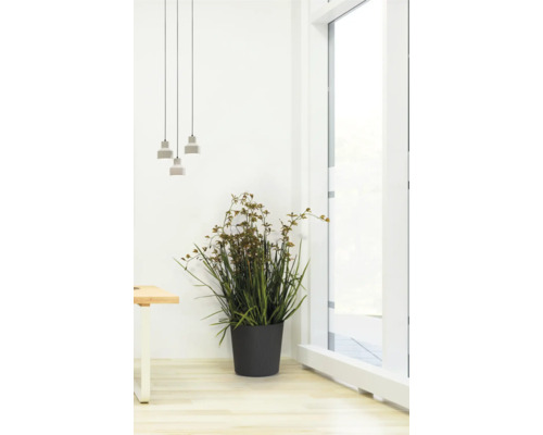 Photo d'intérieur avec plante d'intérieur en pot, suspensions et fenêtre