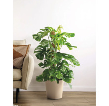 Plante d'intérieur Monstera dans un pot avec support à grimper à côté d'un canapé