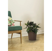 Prise de vue intérieure avec un anthurium en pot à côté d'un fauteuil