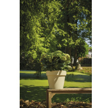 Hortensie in einem Topf auf einer Holzbank im Freien