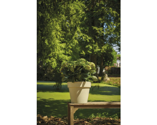 Hortensie in einem Topf auf einer Holzbank im Freien