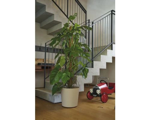Photo d'intérieur avec escalier, plante d'intérieur en pot et voiture jouet rouge.