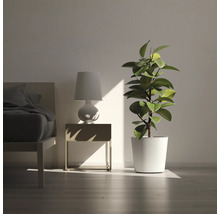 Chambre avec lit, lampe de chevet et plante d'intérieur
