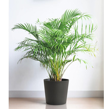 Areca-Palme im Topf als Zimmerpflanze