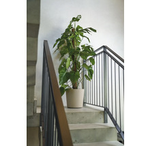 Monstera Zimmerpflanze in einem Topf auf einer Treppe.