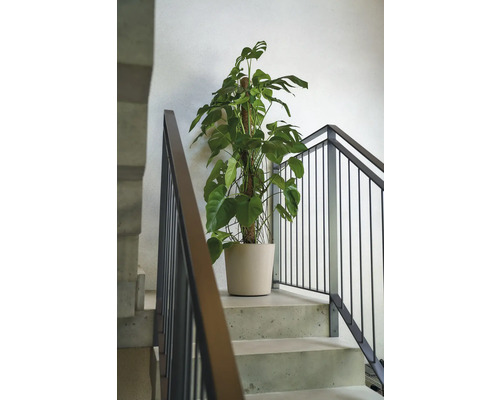 Monstera Zimmerpflanze in einem Topf auf einer Treppe.