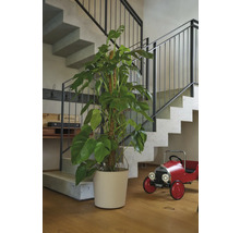 Innenaufnahme mit Treppe, Monstera-Zimmerpflanze im Topf und rotem Spielzeugauto