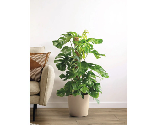 Monstera Zimmerpflanze im Topf mit Rankhilfe