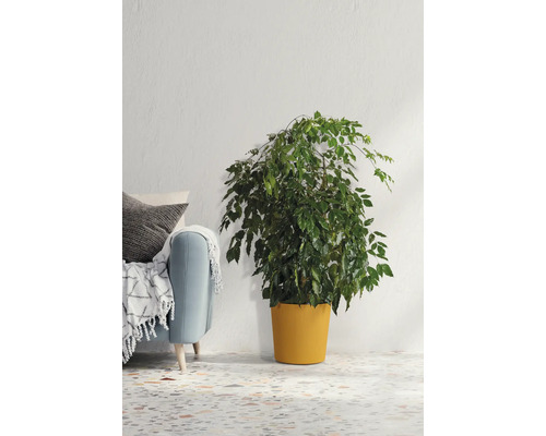 Zimmerpflanze in Topf neben Sofa im Wohnzimmer