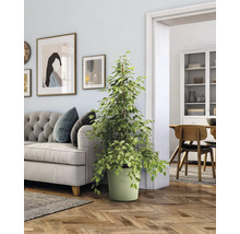 Zimmer mit Sofa, Zierpflanze im Topf und Essbereich