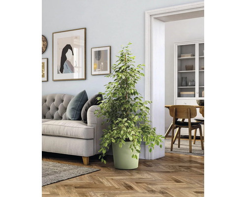 Zimmer mit Sofa, Zierpflanze im Topf und Essbereich