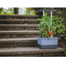 Jardinière avec plant de poivrons et support grimpant sur un escalier en pierre
