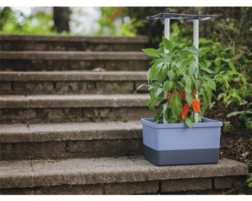 Jardinière avec plant de poivrons et support grimpant sur un escalier en pierre
