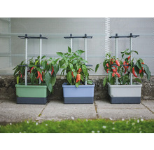 Trois bacs surélevés avec des plants de poivrons et des treillis
