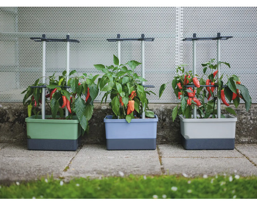 Trois bacs surélevés avec des plants de poivrons et des treillis