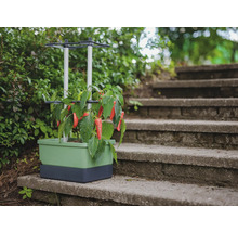 Jardinière avec support grimpant et légumes sur un escalier en pierre