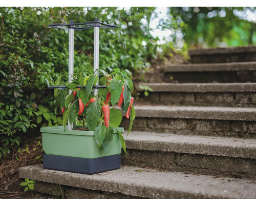 Jardinière avec support grimpant et légumes sur un escalier en pierre