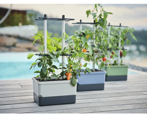 Trois jardinières avec supports pour plantes et piments en pleine croissance à l'extérieur.