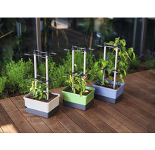 Trois jardinières avec treillis et différentes plantes sur une terrasse en bois.