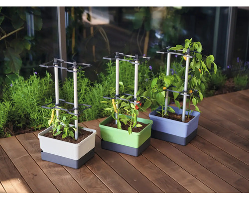 Trois jardinières avec treillis et différentes plantes sur une terrasse en bois.