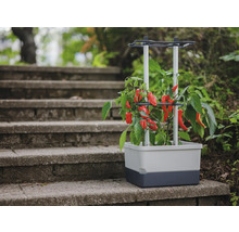 Jardinière surélevée avec des légumes rouges sur un escalier