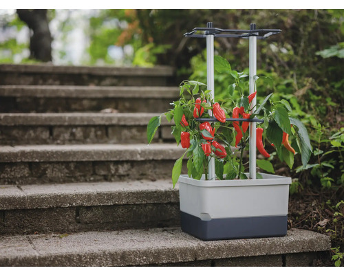 Jardinière surélevée avec des légumes rouges sur un escalier