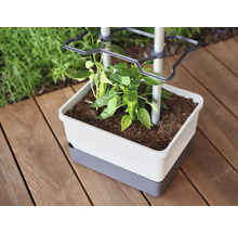 Jardinière avec support à plantes grimpantes et jeune plante sur terrasse en bois