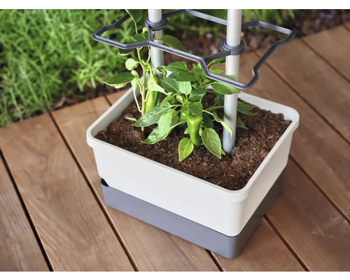 Jardinière avec support à plantes grimpantes et jeune plante sur terrasse en bois