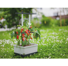 Jardinière avec plant de poivron sur une pelouse