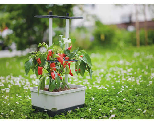 Jardinière avec plant de poivron sur une pelouse