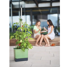 Plant de tomates dans un bac à plantes avec support de croissance sur une terrasse