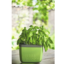 Basilic dans un pot à herbes Herbes Buddy