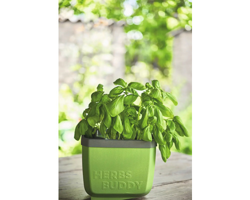 Basilic dans un pot à herbes Herbes Buddy