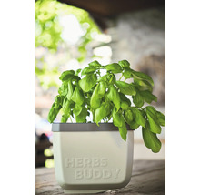 Basilic dans un pot à herbes avec l'inscription Herbs Buddy