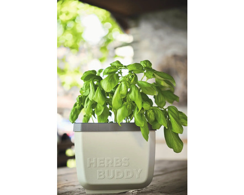 Basilic dans un pot à herbes avec l'inscription Herbs Buddy
