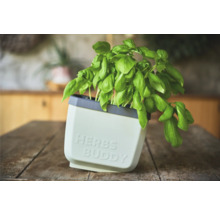 Basilic en pot à herbes sur une table en bois