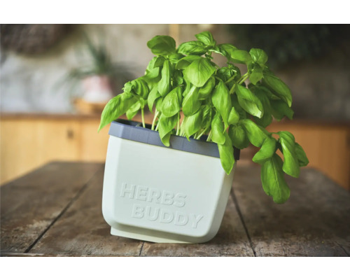 Basilic en pot à herbes sur une table en bois