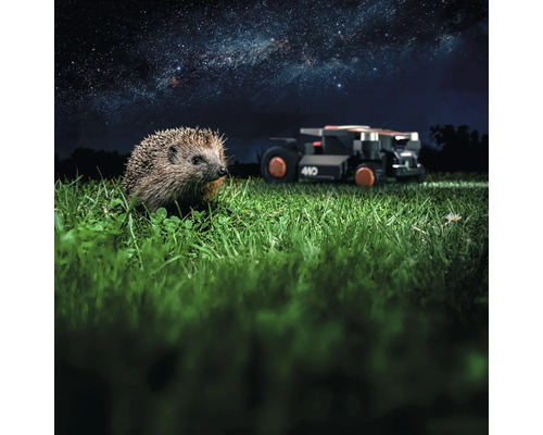 Ein Igel steht im Gras, im Hintergrund ein Rasenmähroboter unter dem Sternenhimmel.