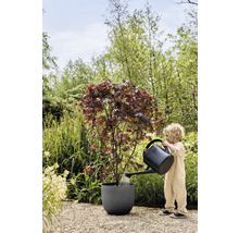 Enfant arrosant un érable dans un pot avec un arrosoir dans le jardin.