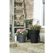 Arrangement floral avec des roses dans des pots de différentes tailles devant un mur de briques et une échelle.