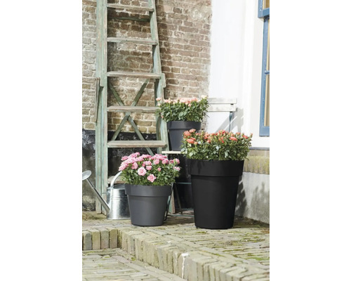 Arrangement floral avec des roses dans des pots de différentes tailles devant un mur de briques et une échelle.