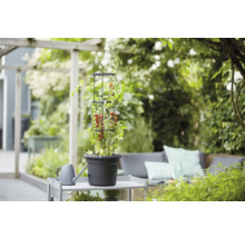 Plant de tomates avec support grimpant dans un pot sur une table de jardin dans le jardin.