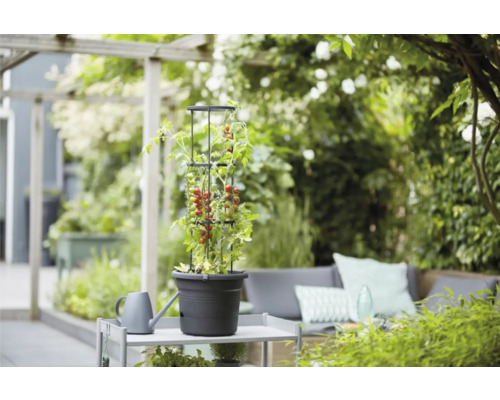 Plant de tomates avec support grimpant dans un pot sur une table de jardin dans le jardin.
