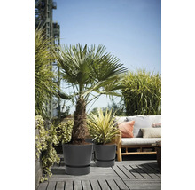 Espace extérieur avec palmier et yucca en pot sur une terrasse en bois.