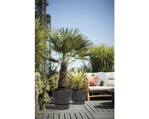 Espace extérieur avec palmier et yucca en pot sur une terrasse en bois.